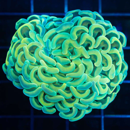 Malaysian Double Gold Branching Hammer