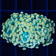 3 Heads Gold and Green Hammer Coral