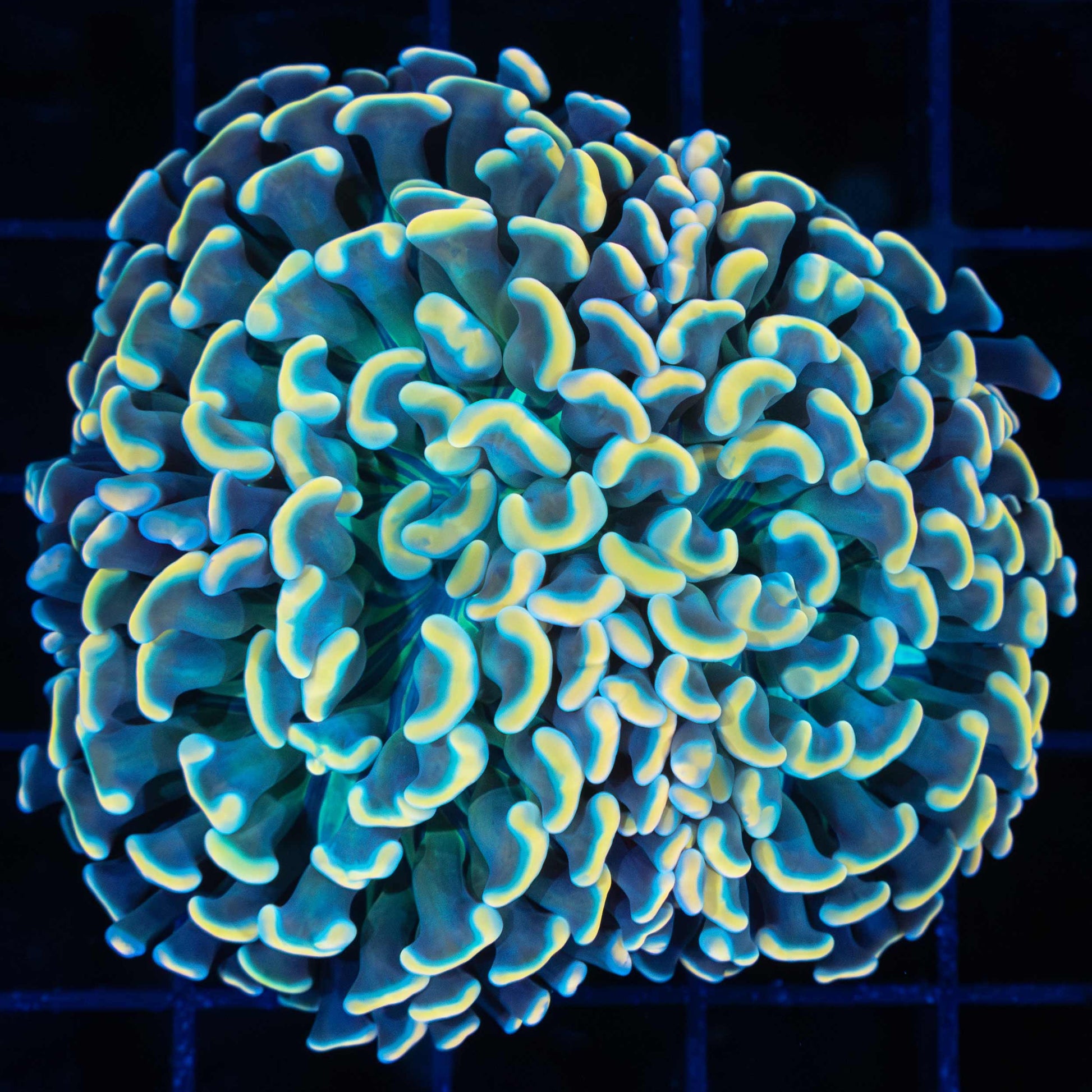 Gold and Green Hammer Coral 2.75"
