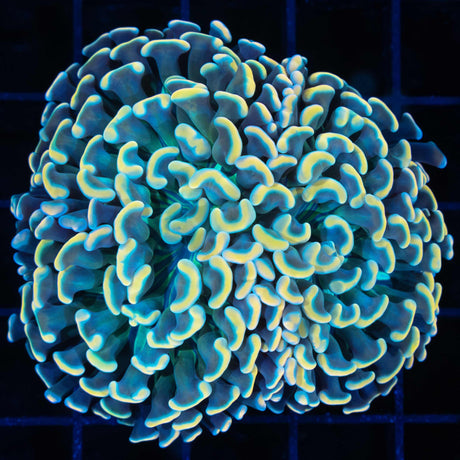 Gold and Green Hammer Coral 2.75"