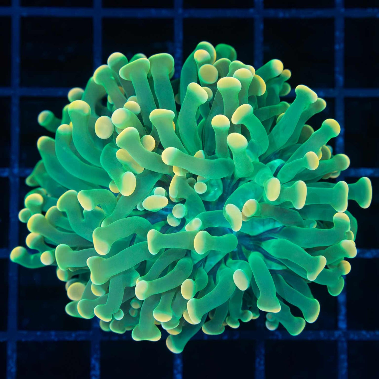 Gold Green Stem Hammer Coral