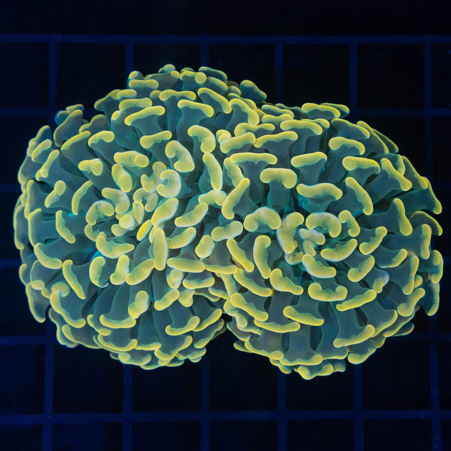 Rich Gold Teal Stem Hammer Coral 4"