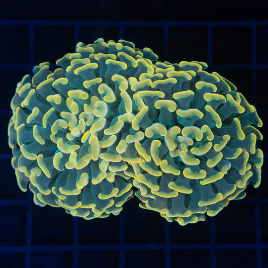 Rich Gold Teal Stem Hammer Coral 4"