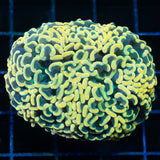 Gold Green Stem Hammer Coral