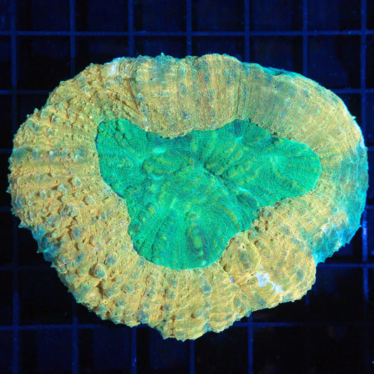 Gold and Green Symphyllia 4"