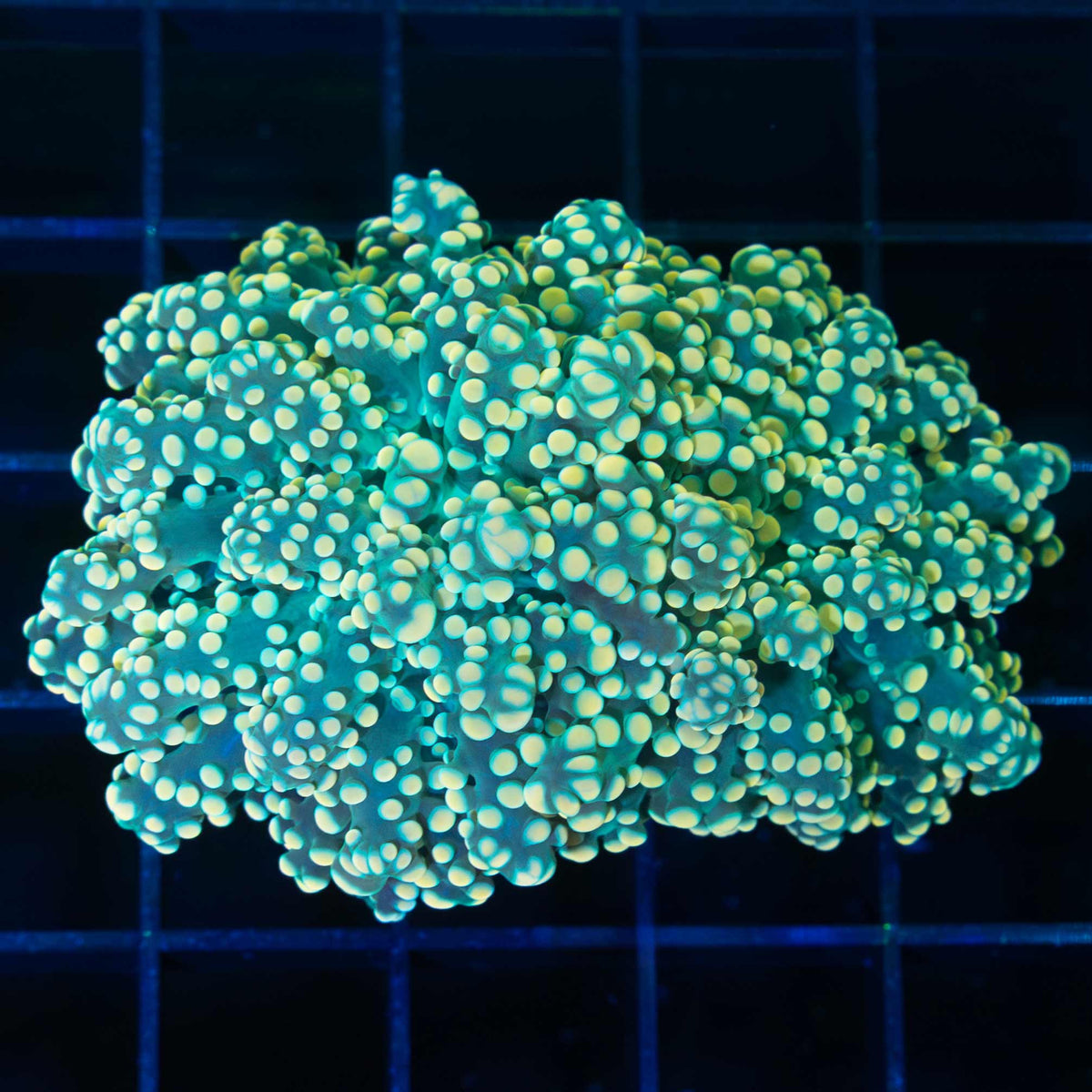 Gold Octospawn Coral Green Base 2 polyps