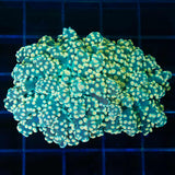 Gold Octospawn Coral Green Base 2 polyps