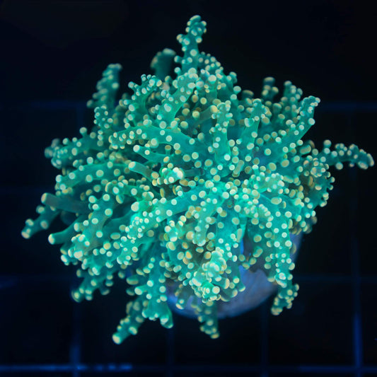 Gold and Green Branching Octospawn Coral