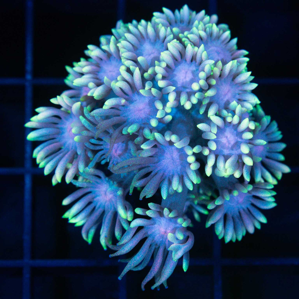 Gold, Lavender, Blue Goniopora