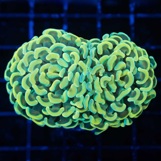 2 Heads Malaysian Double Gold Branching Hammer