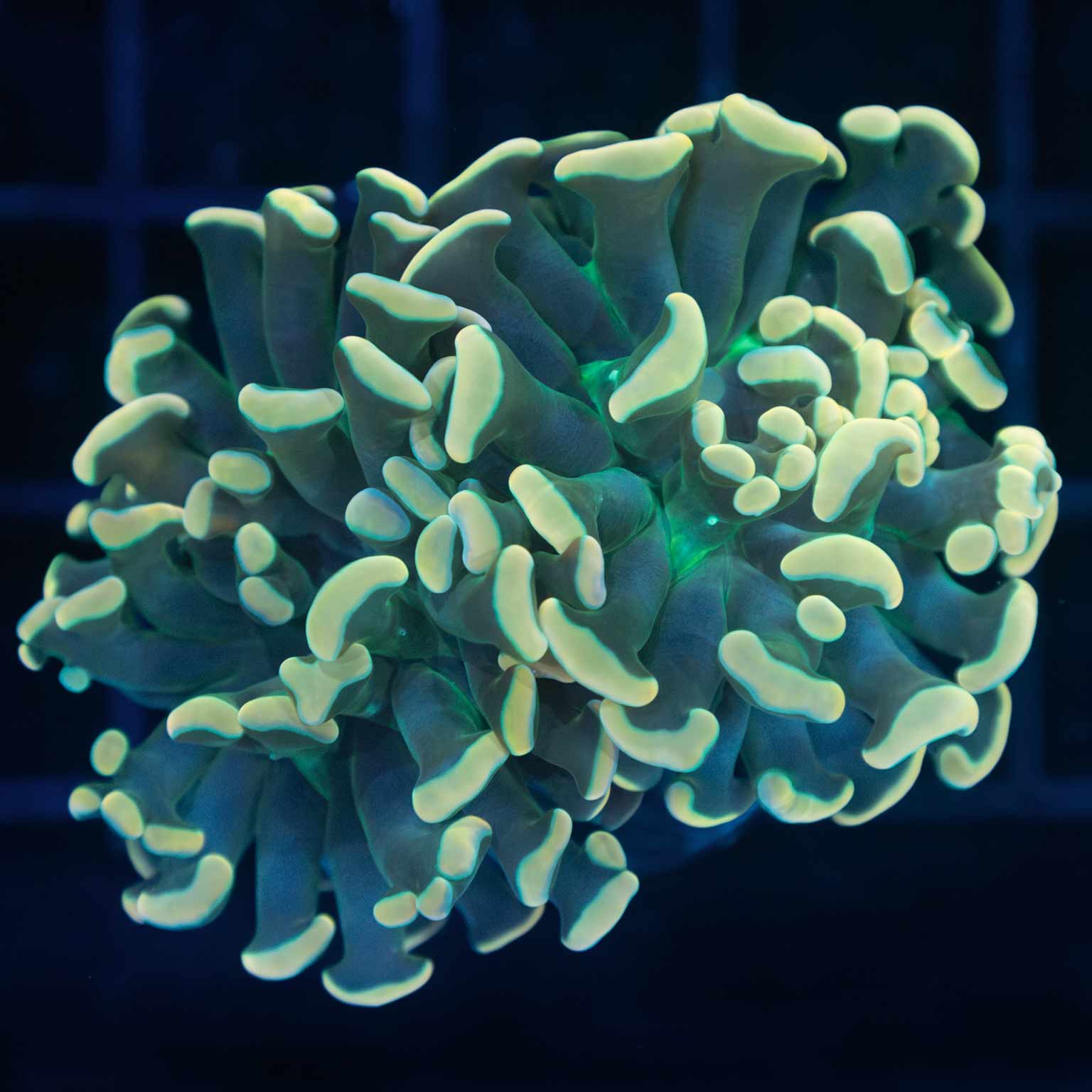 Gold and Teal Frammer Coral 3" (Branching)