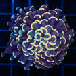 Gold Teal Gold Stem Hammer Coral