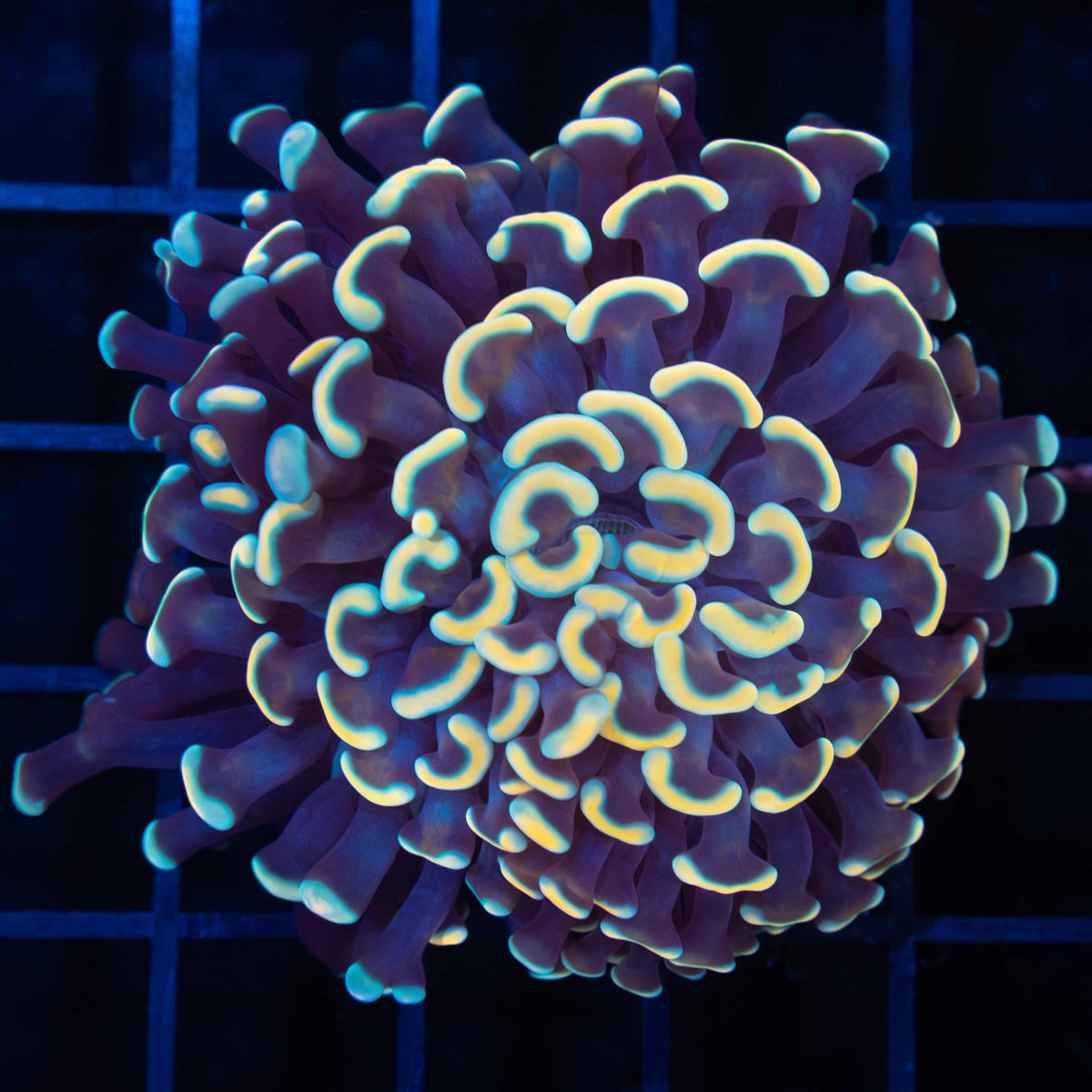Gold Teal Gold Stem Hammer Coral