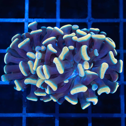 2 Heads Gold Teal Branching Hammer