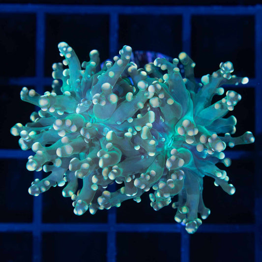 2 Heads Gold and Teal Branch Octospawn