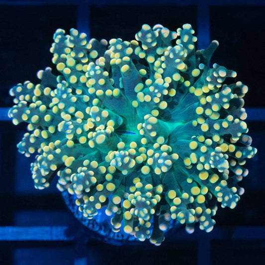 Gold and Teal Octospawn Coral