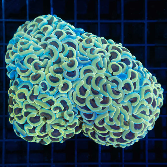 2 Heads Wall Color Branching Hammer 4"