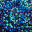 blue gold green hammer coral