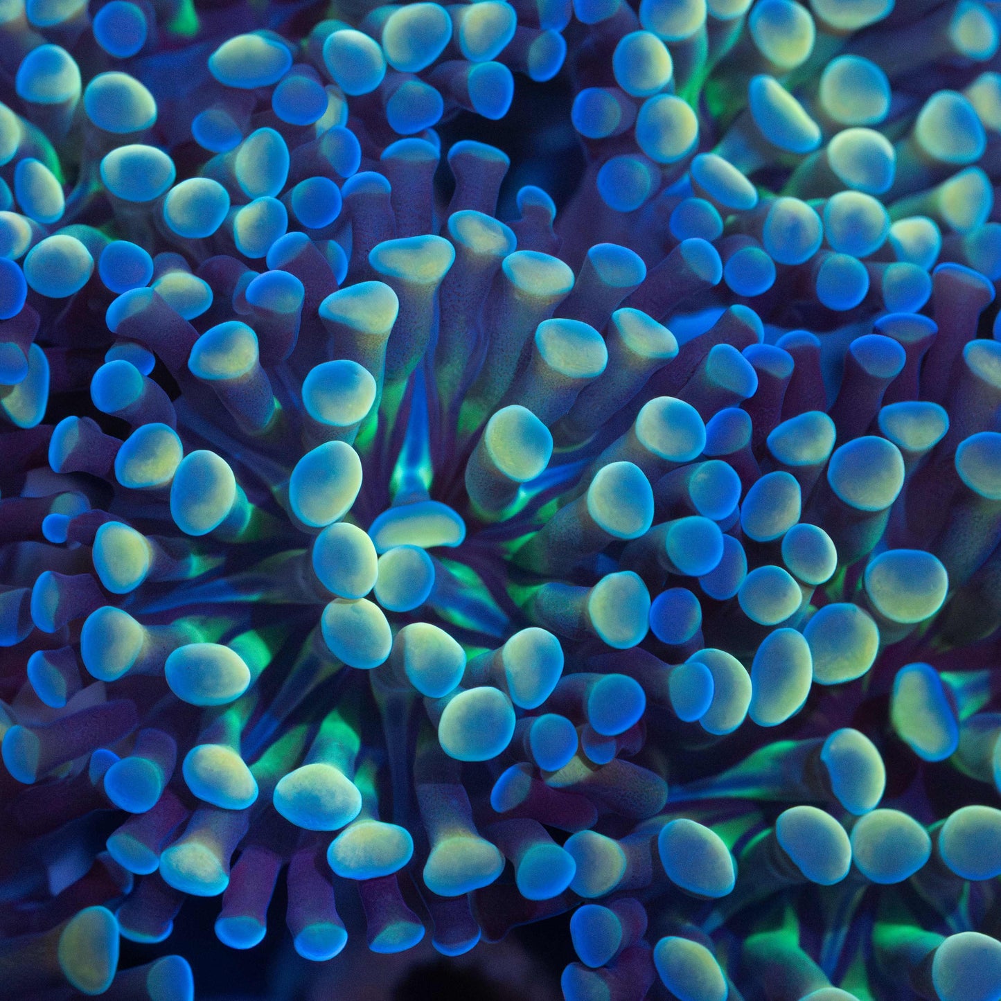blue gold green hammer coral