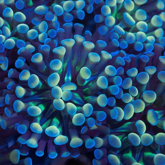 blue gold green hammer coral