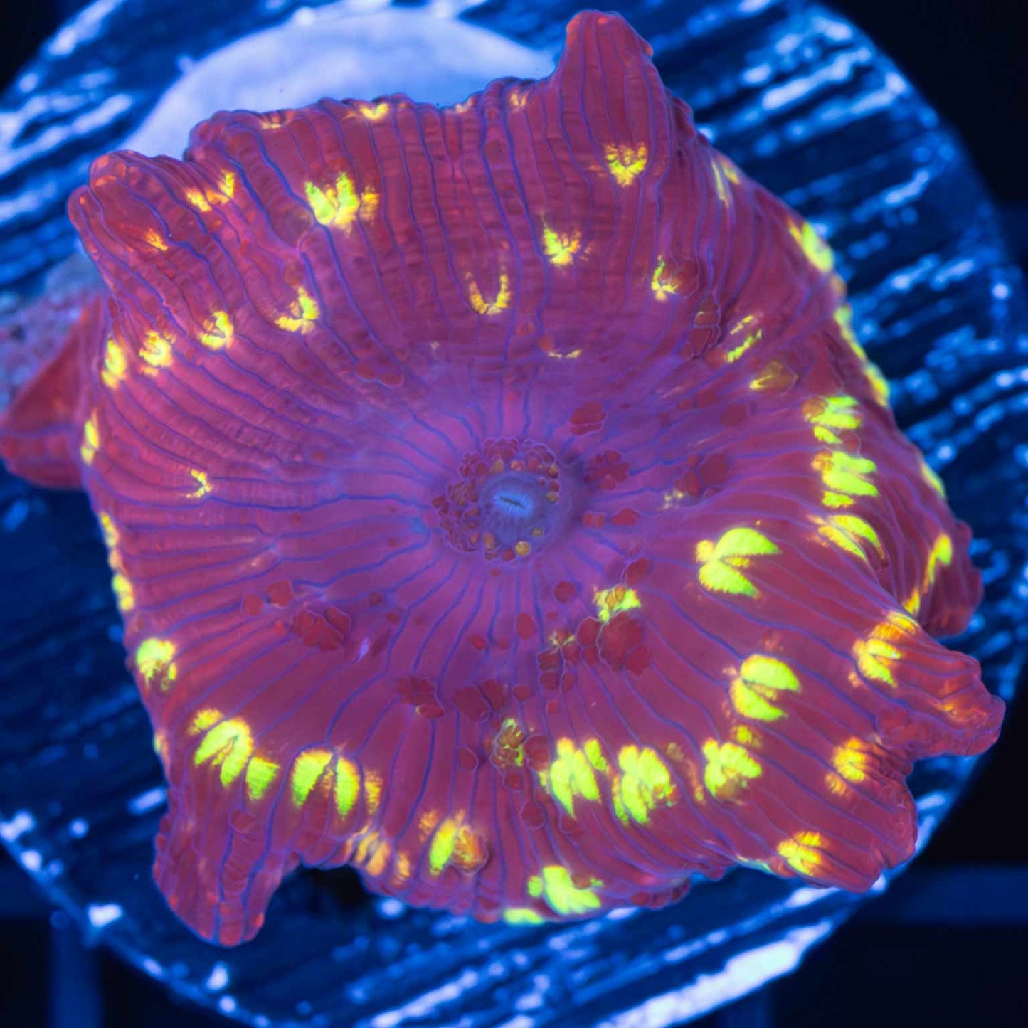 Northern Lights Mushroom Coral