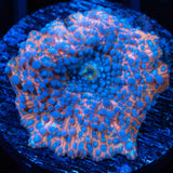 Gold Blue Spotted Mushroom Coral