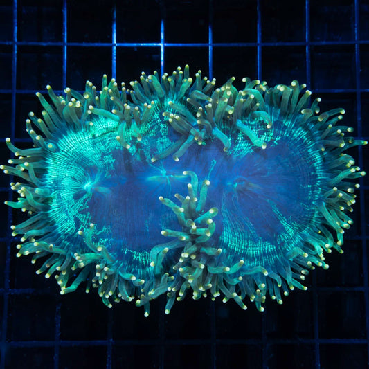 Gold tip teal elegance 5"
