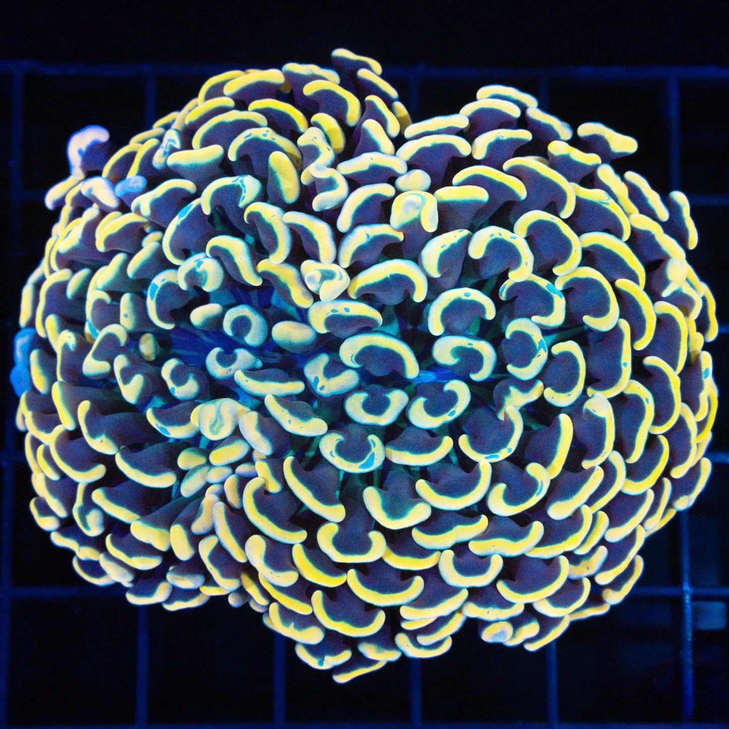 Rich Gold And Teal Hammer Coral