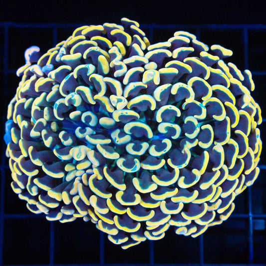 Rich Gold And Teal Hammer Coral