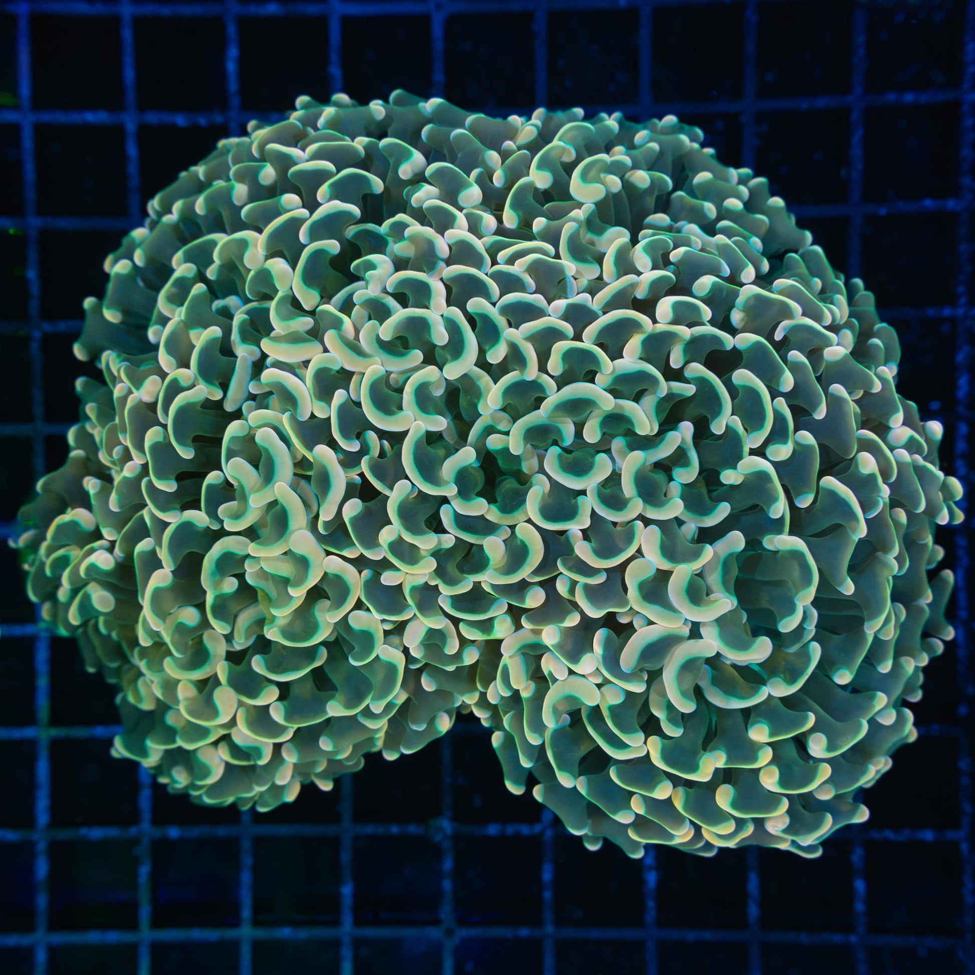 Large Gold Hammer Coral 6"