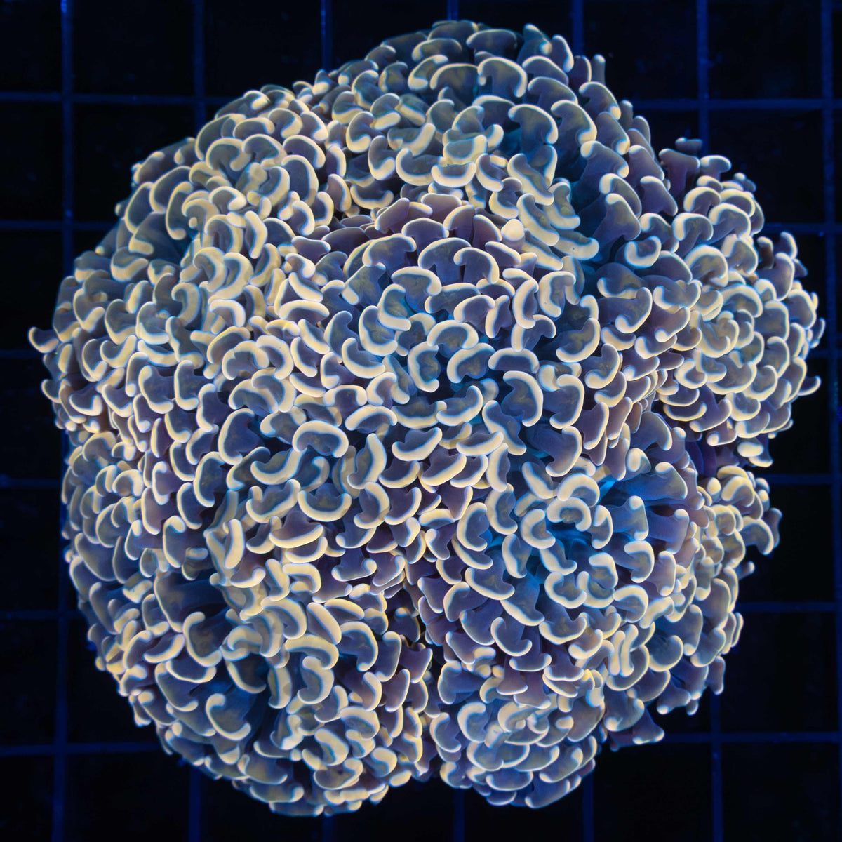 Large Gold Hammer Coral