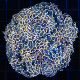 Large Gold Hammer Coral