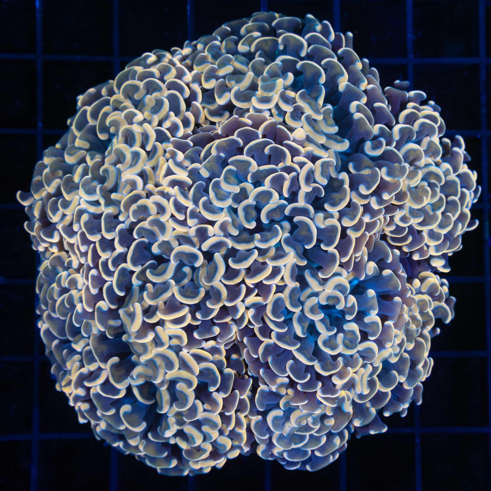 Large Gold Hammer Coral