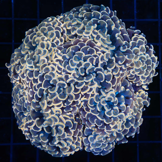 Large Gold Hammer Coral