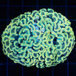 Gold Hammer Coral