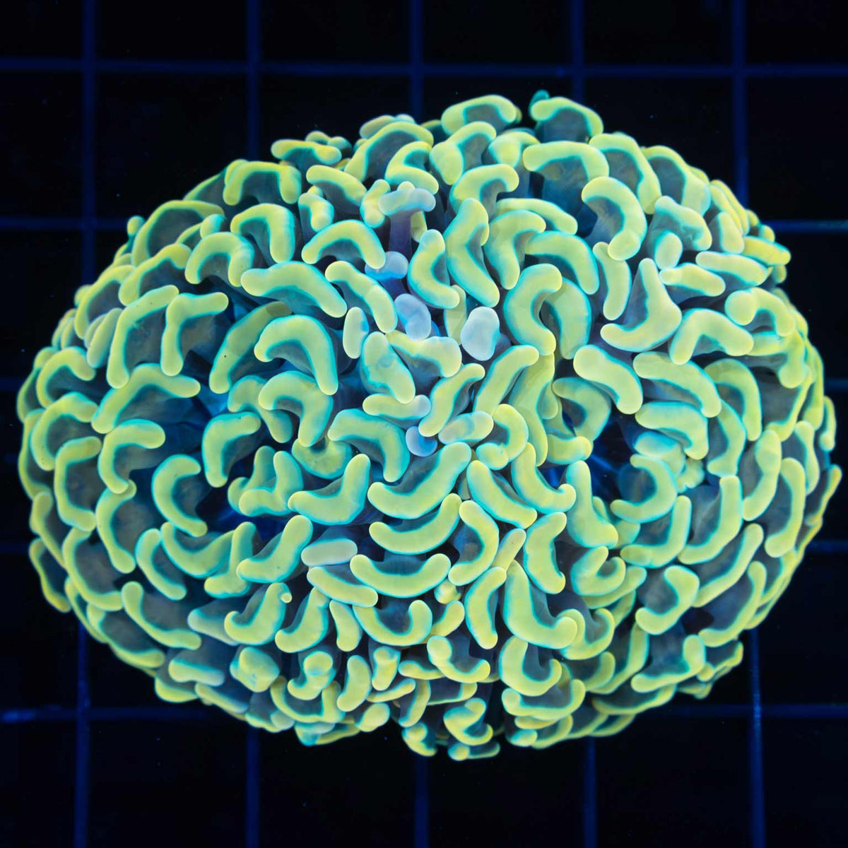 Gold Hammer Coral