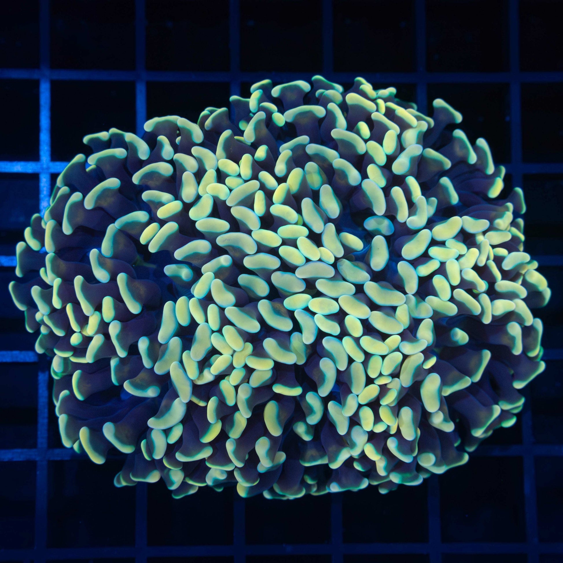 Gold Hammer Coral 3.5"