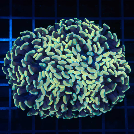 Gold Hammer Coral 3.5"