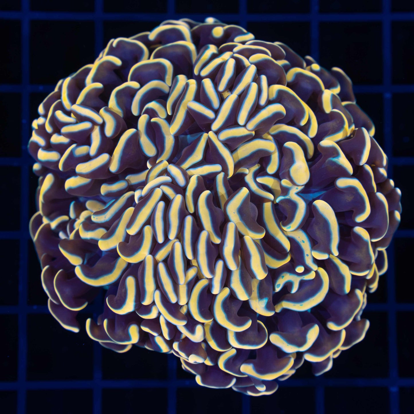 Rich Gold Hammer Coral 3.25"