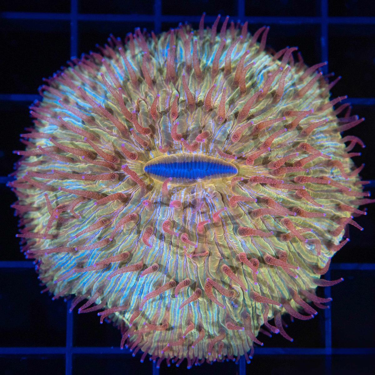 Red Gold Blue Plate Coral 2.5"