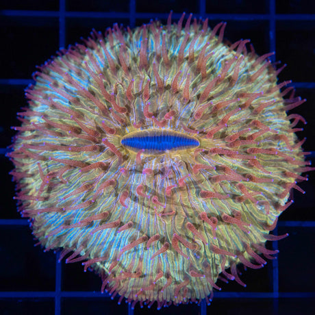 Red Gold Blue Plate Coral 2.5"