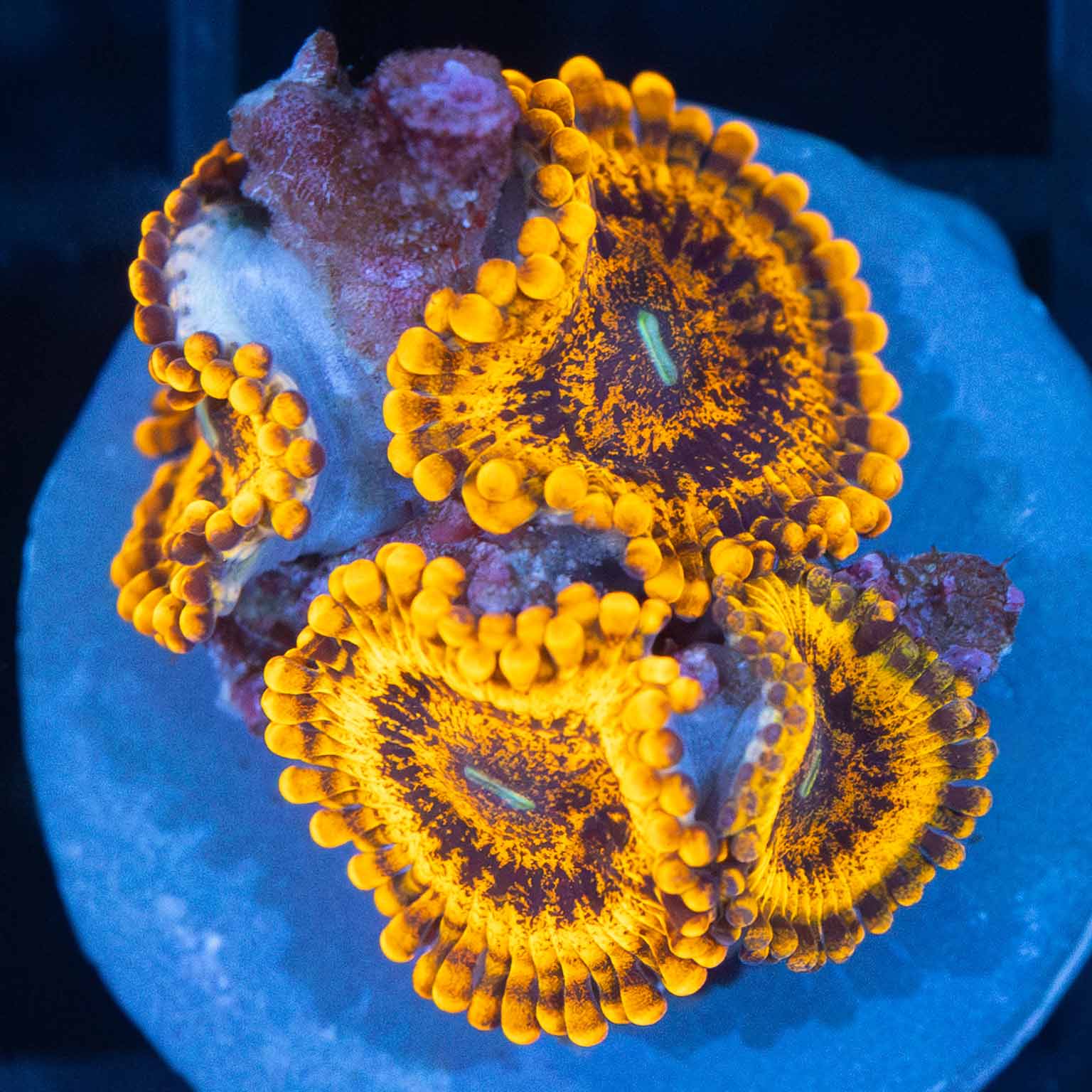 Gold Maul Zoa (4 Polyps) Lucky Corals