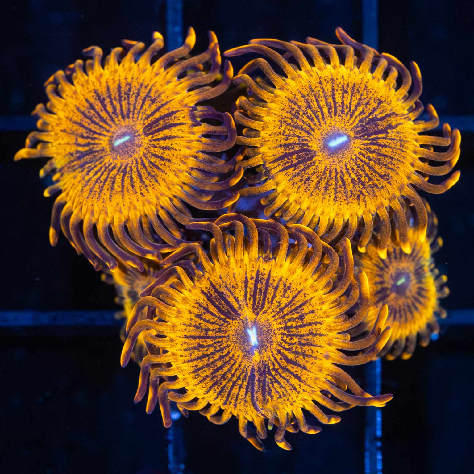 Zoa Corals For Sale Overnight Shipping Lucky Corals