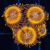 Gold Maul Zoa