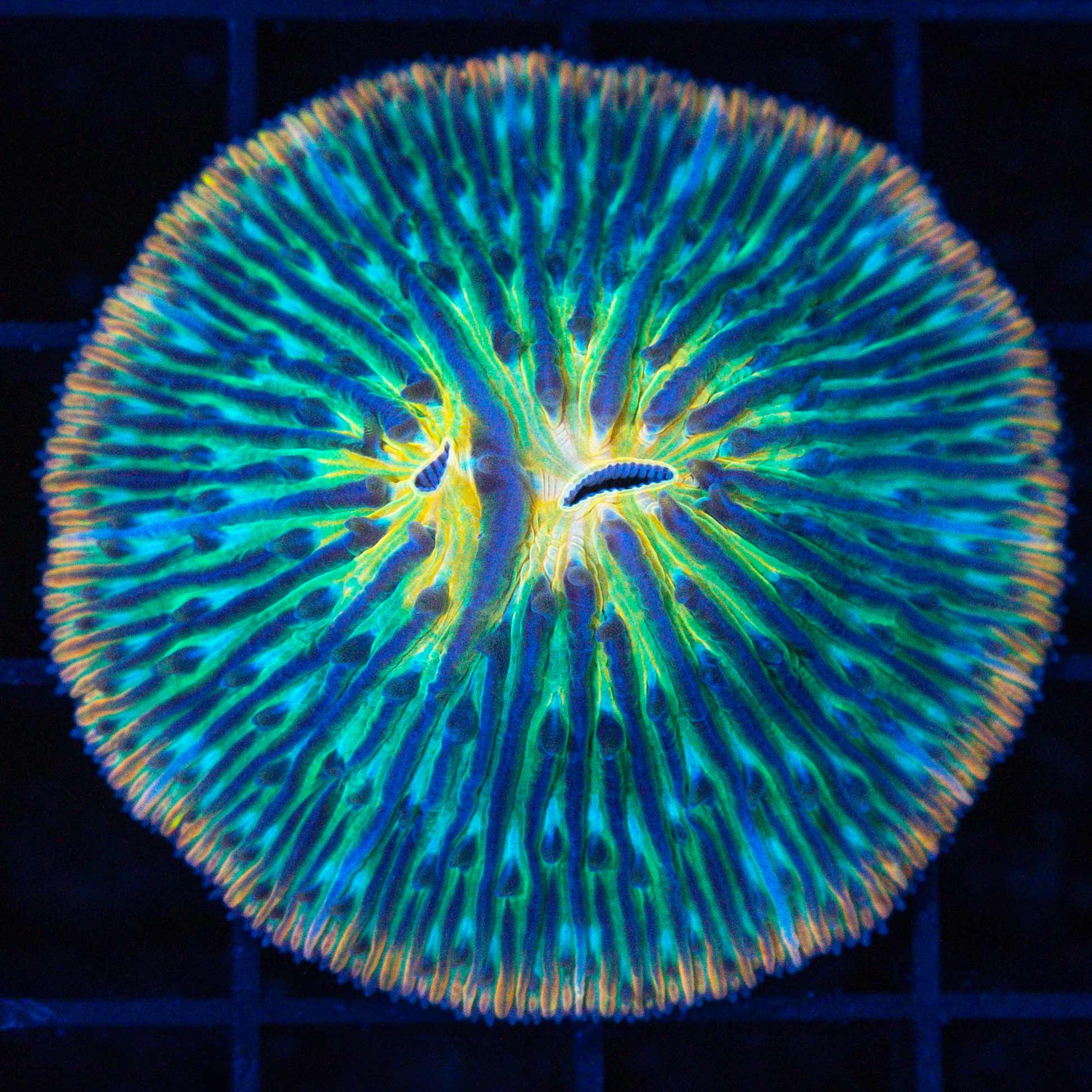 Rainbow Plate Coral