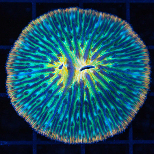 Rainbow Plate Coral