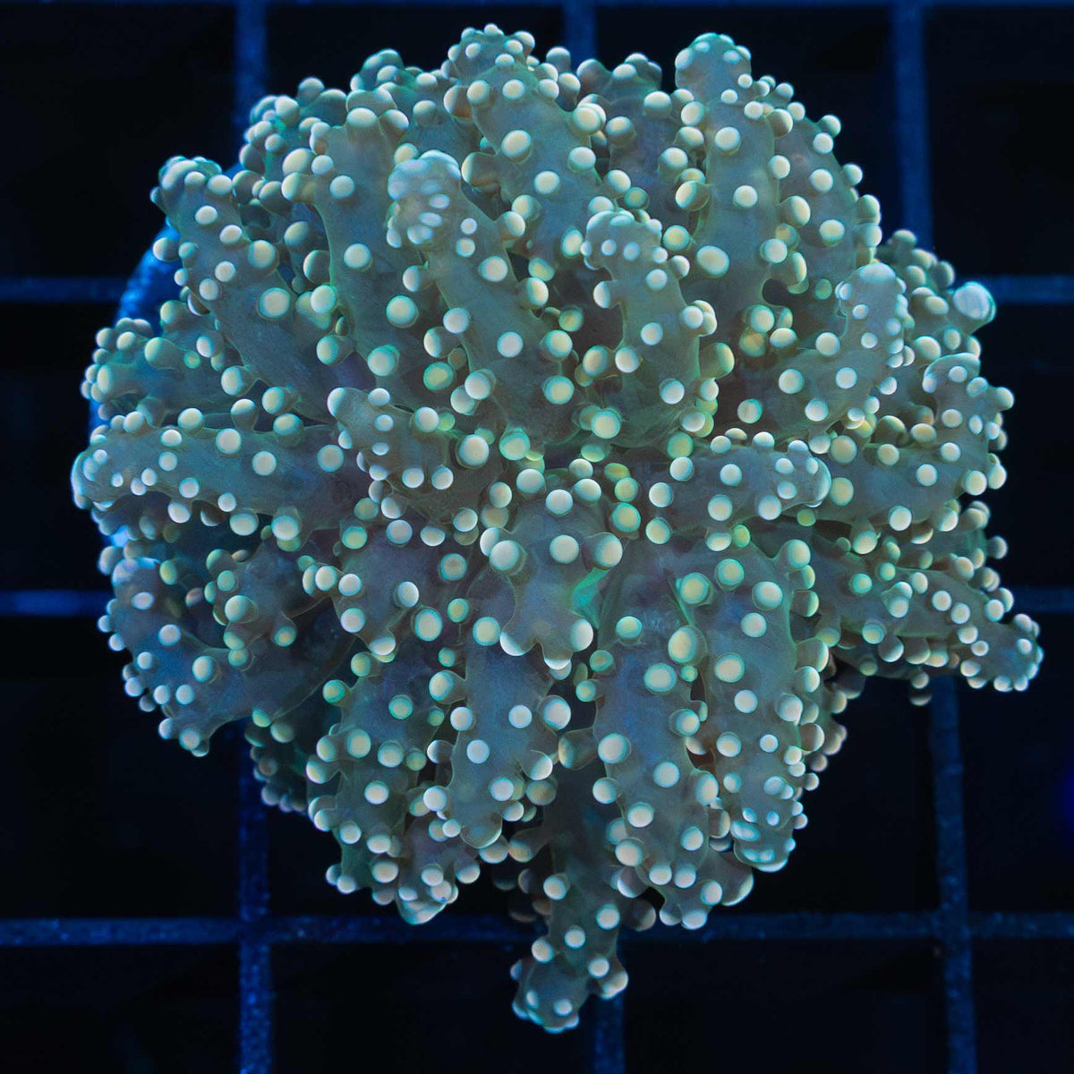 Gold Octospawn Coral