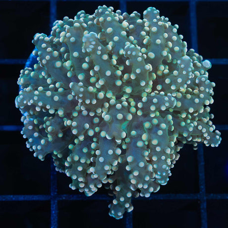 Gold Octospawn Coral