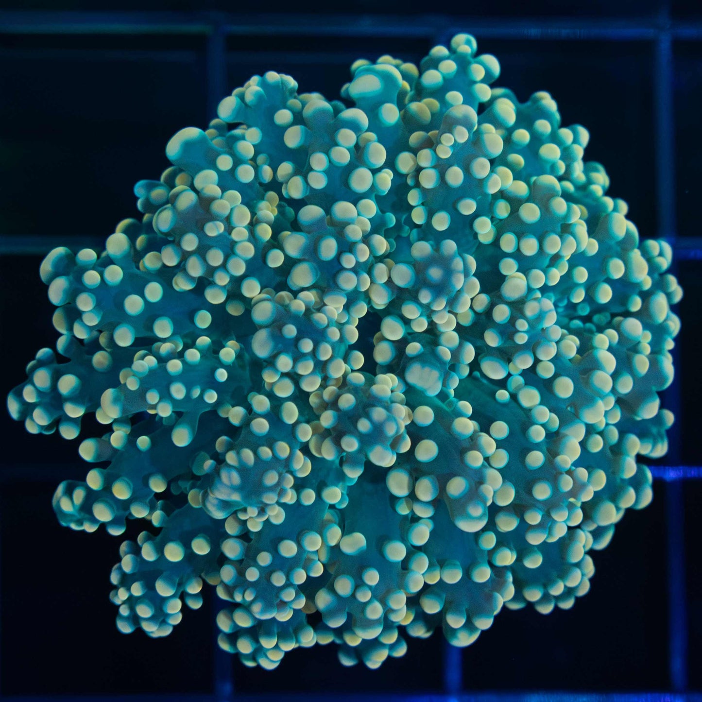 Gold Octospawn Coral