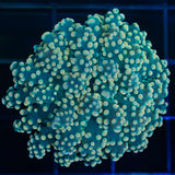 Gold Octospawn Coral